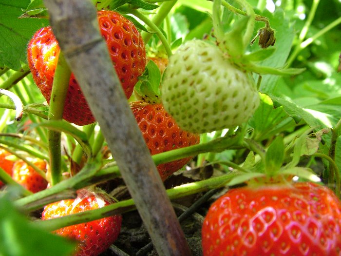 strawberry01