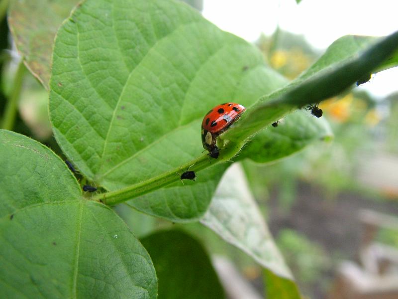 ladybird01.JPG