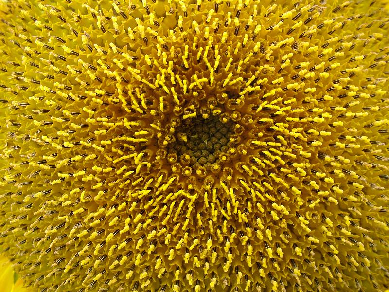 sunflower01.JPG