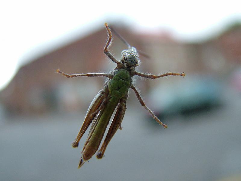 grasshopper02.JPG