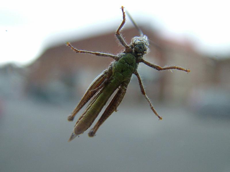grasshopper03.JPG
