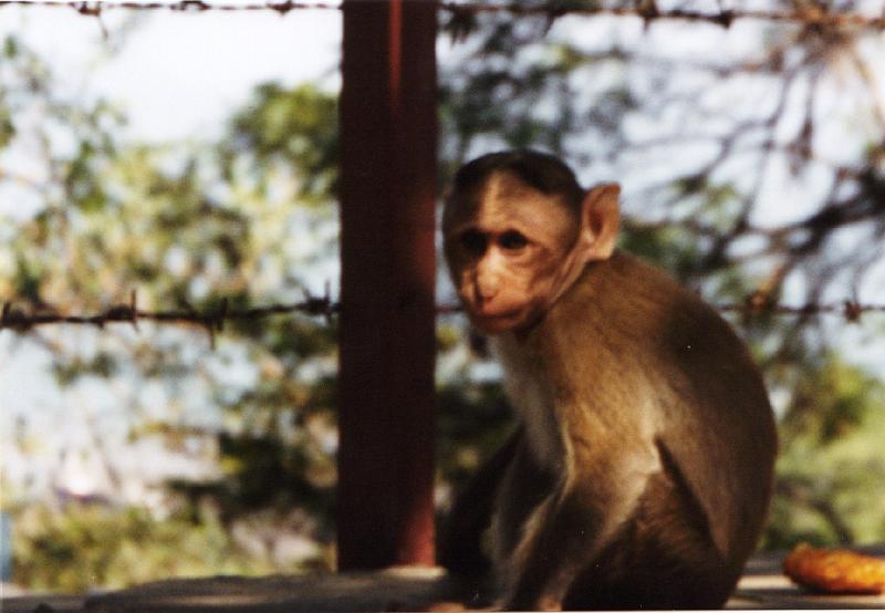 24-monkey.jpg