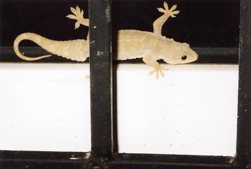 49-gecko.jpg